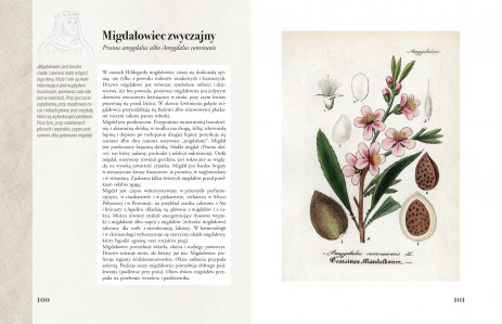 Ilustrowany zielnik Hildegardy z Bingen str 100-101